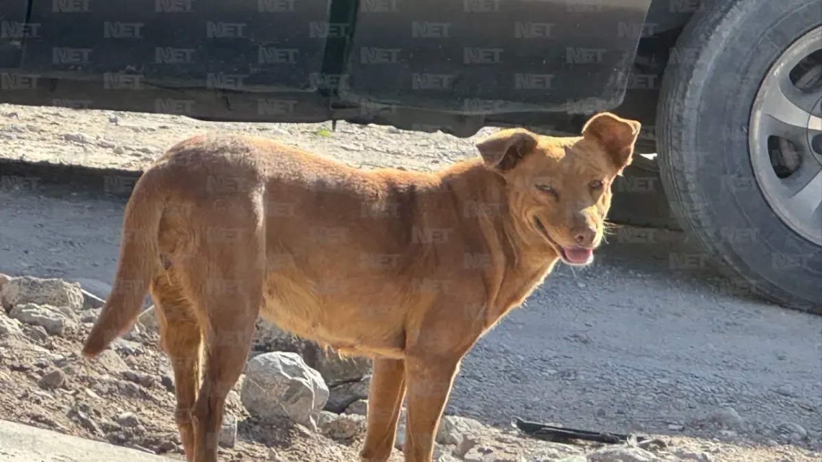 Endurecen sanciones por maltrato y abandono de mascotas en Juárez