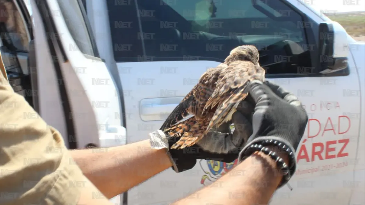 Fotos: Zorrito regresa a su hábitat