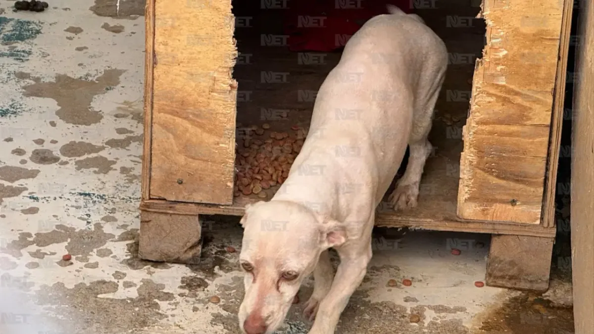 Endurecen sanciones por maltrato y abandono de mascotas en Juárez
