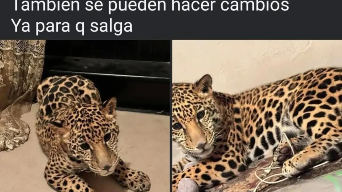 Publican en redes venta de cachorro de jaguar en Juárez