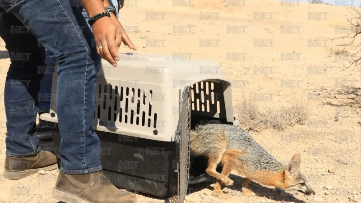Fotos: Zorrito regresa a su hábitat