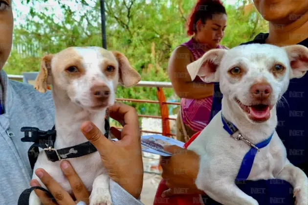 Anuncian jornadas de esterilización gratis para mascotas este fin de semana