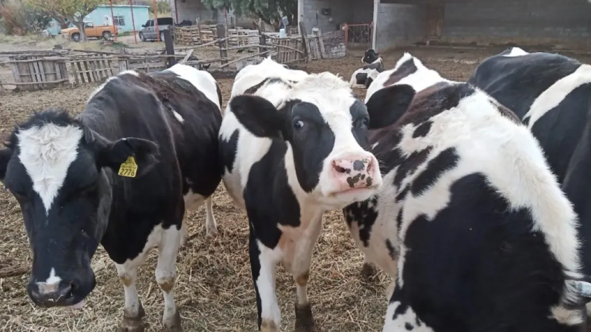 Lecheros, a punto de desaparecer