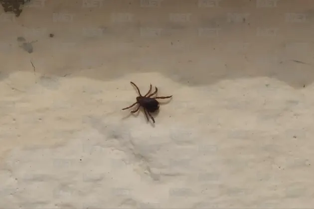 Muere niña de 10 años por mordedura de garrapata