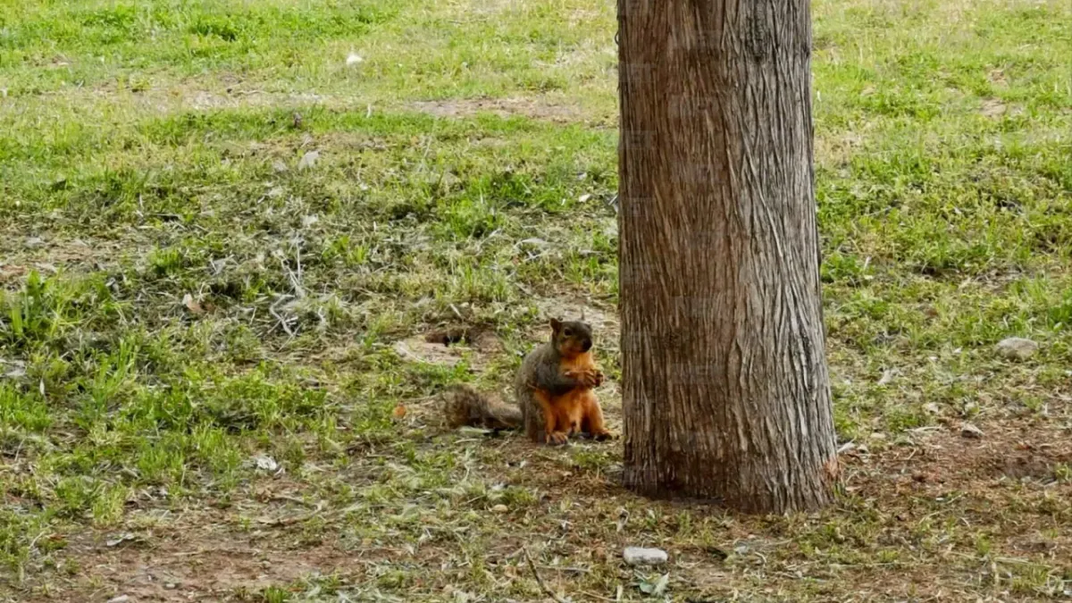 ¡Atención! Si vas a El Chamizal en Pascua, No hagas esto