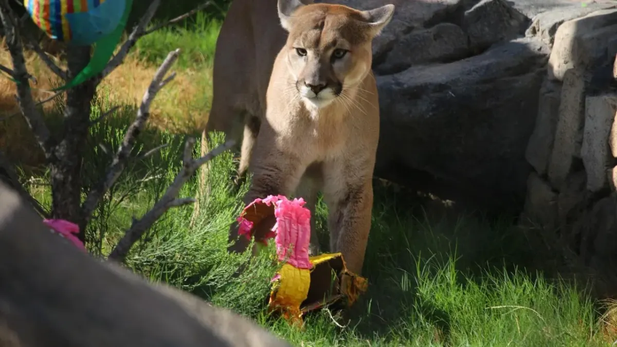 Pumas del zoo en El Paso predicen al ganador del Super Bowl