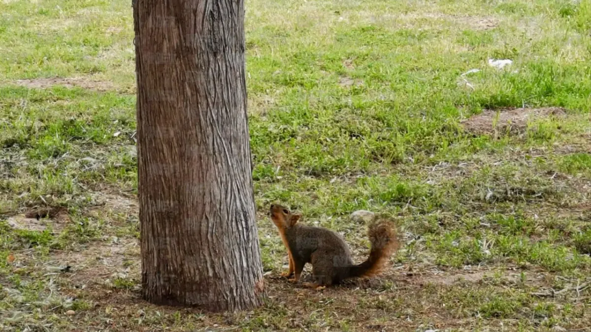 ¡Atención! Si vas a El Chamizal en Pascua, No hagas esto