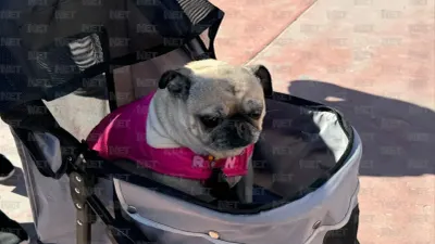 Ciudad Juárez sin reglamento pet friendly; buscan crear lineamientos