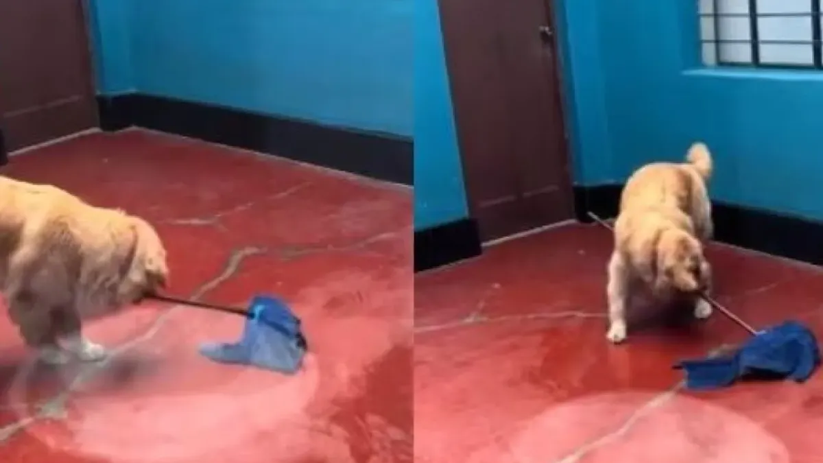 Video: 'Mi primera chamba'; perrito trapeando se viraliza