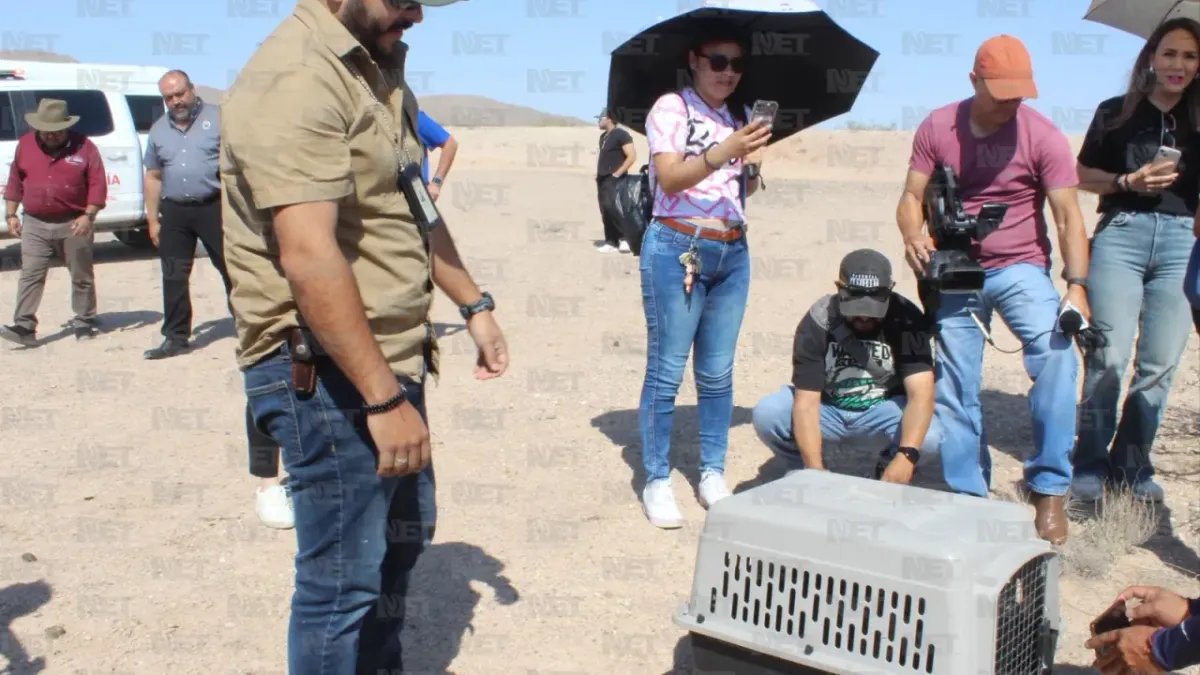 Fotos: Zorrito regresa a su hábitat